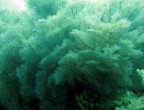 Imagen Coral negro Antipathes
